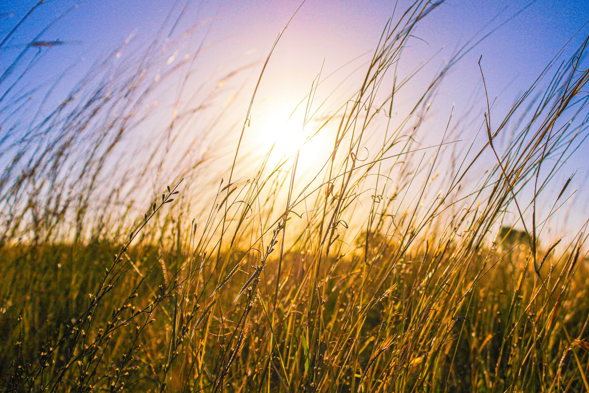 Wiese im Hochsommer
